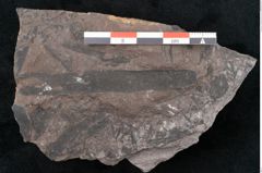 Foto (Detailansicht) von Noeggerathia palmaeformis Goeppert (NHMW-GEO-2024-0188-10748)